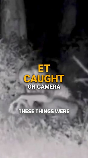 1.4K views |  Must Watch Mind-blowing 勞 video of real Aliens caught...