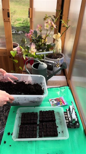 Healthier roots 🤝🏼 less waste. Soil blocking promotes healthier roots, reduces transplant shock, cuts down on plastic, and helps save you money in the long run. Once the seeds germinate in these smaller blocks I will transplant them into larger pre made soil blocks where they will stay until I can get them in the ground. I still occasionally use a self watering seed starting tray, however, my preferred method for seed starting will always be soil blocking. #gardenhack #seedstarting #fypシ #gard