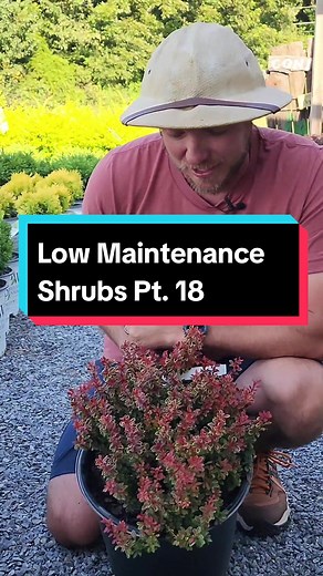 Barberry Admiration is one of the most colorful, low maintenance shrubs on the market! #shrubs #garden #lowmaintenanceplants #landscape #plants #gardening