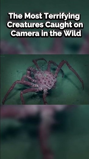 The Most Terrifying Creatures Caught on Camera in the Wild