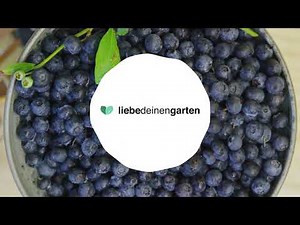 Heidelbeeren pflanzen, pflegen und genießen