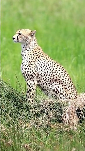 Do cheetahs attack humans?