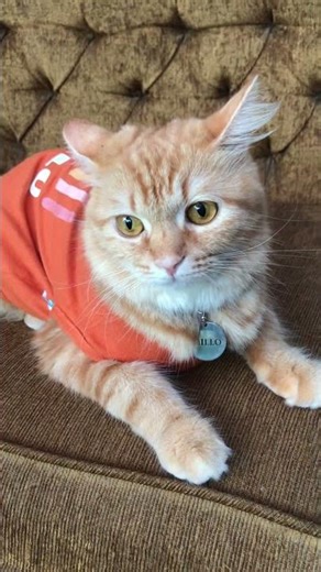 The sound of a cat meowing meowing