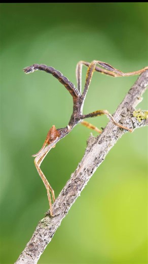 Spiny Leaf Insect - Nature's Marvel in Action