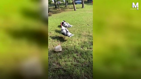 One dog, two turkeys, and a frisbee