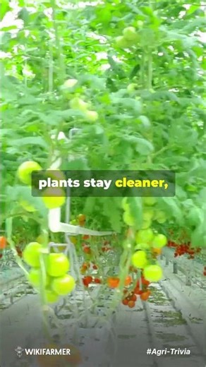 Can hydroponics earn you extra income? 🌱 #wikifarmer #agritrivia #sustainability #agriculture