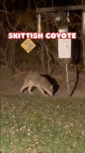 Skittish Coyote with a small Tail #Shorts
