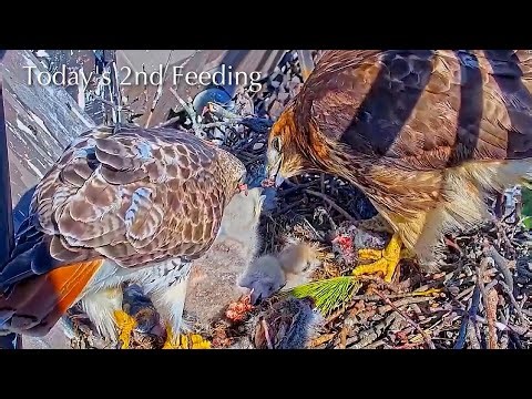 #129🦅🐥14°🐥13°🐥9°(✝️🐣)／Cornell US🇺🇸Red-tailed Hawk Nest 2026／Big Red💗Arthur／by Cornell Lab Bird Cams