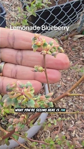 Counting down to fresh pick Pink Lemonade Blueberry # blueberry #pinklemonadeblueberry #gardening