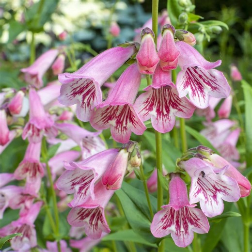 120 Penstemon Palmeri Seeds | Pink Fragrant Native Wildflower, Drought-tolerant Pollinator Plant, Hardy Perennial, Bee & Hummingbird Magnet - Etsy