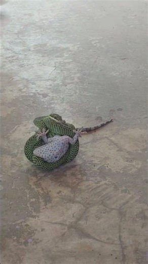 เบิ่งให้แหน่...