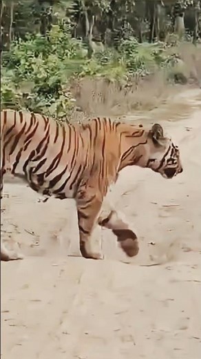 Royal Bengal Tiger Walking on Safari Track | Jungle Safari India 🐯🌿 Jim Corbett National Park|