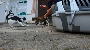 11K views · 884 reactions | Caught two beautiful cats for the TNR program | Talking Catty | Facebook