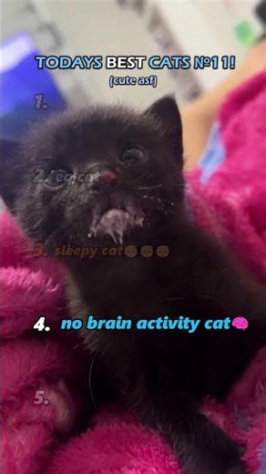 TODAYS BEST CATS №11 #ranking #cats #shorts