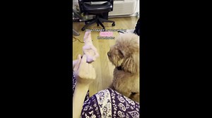 How to teach your pup the “Snoot” trick in just 5 minutes