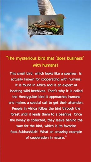 The Bird That Guides Humans to Honey 🐦🍯 | Amazing Honeyguide Story