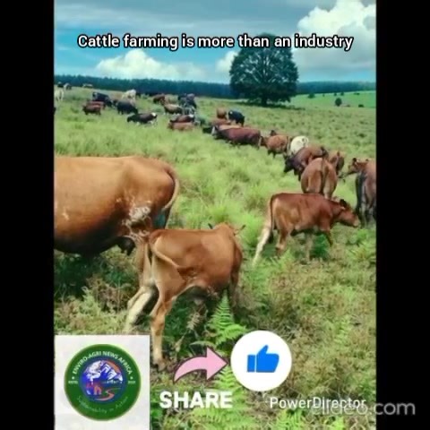 Cattle Farming is a multi million industry across the globe! #dairy #beef #cattle #newzealand #australia #agriculture #meat #beefitswhatsfordinner #beerlovers | Enviro-Agri Media Africa