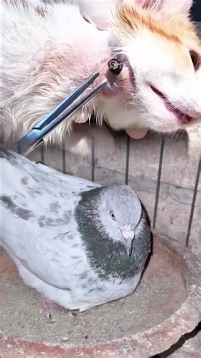 cat botfly remove #viral #botfly #shortsfeed