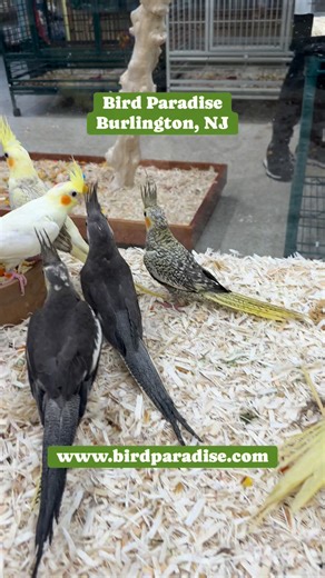We have beautiful new handfed baby Cockatiels in! | Bird Paradise