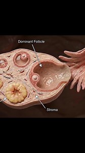 Biology explains fertilization process #UnitedStates | Dr. Emily