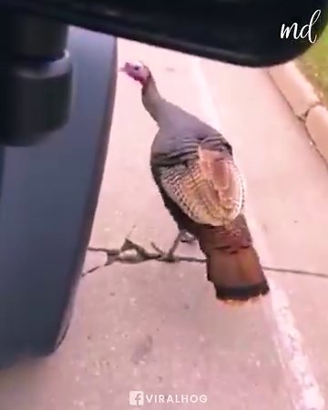 106K views · 2.2K reactions | Turkeys just love chasing people! 旅 | MetDaan Animals | Facebook