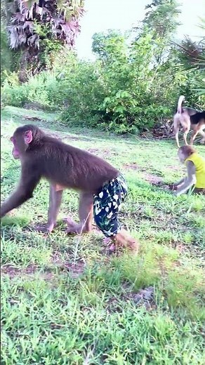 Baby Monkeys Wearing Clothes Do the Cutest Thing #monkey #adorable #shorts