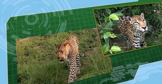 Wild Kratts Wild Kratts S02 E009 – Shadow: The Black Jaguar