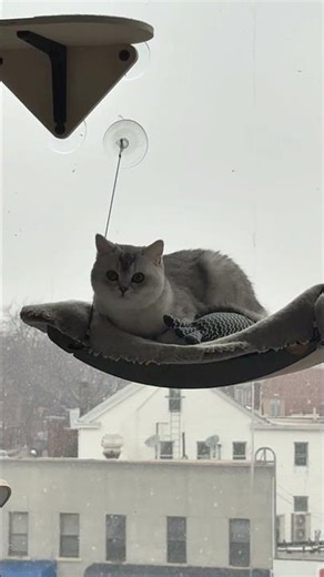 Blizzard Watching with Asta ❄️