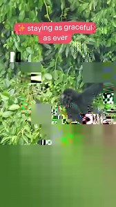 URGENT APPEAL: HELP SAVE THE IRRAWADDY DOLPHIN Just 72 Irrawaddy dolphins are left in Myanmar. These ultra-rare, highly intelligent dolphins have worked in harmony with traditional fishers for generations, signalling to the fisher when to cast their net and enjoying in a share of the catch. But now, everything is changing. Industrial-scale boats have arrived and electrofishing has also started on the Irrawaddy river. Decades of trust built up between human and dolphin are lost in a single shockw