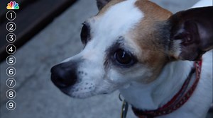 9 Popular Female Dog Names and What They Mean