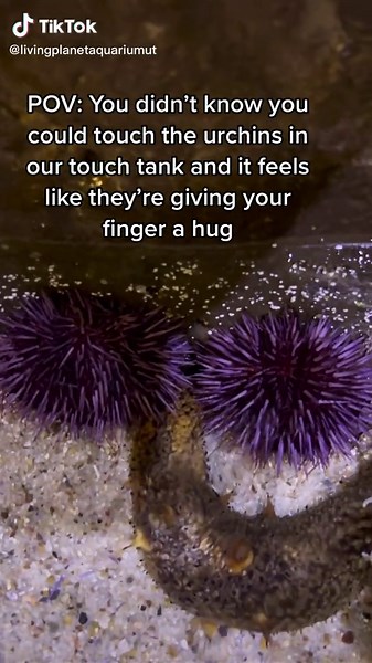 Gentle Touching Guidelines at the Touch Pool