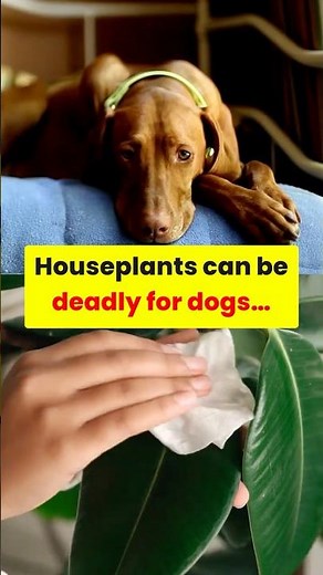 🪴 Plant-Proofing 101: Keep Your Dog Safe