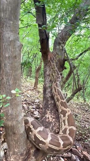 "Watch This Giant Python Climb a Tree Like a Pro!"