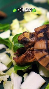 Simon, the Egyptian tortoise, is thoroughly enjoying his lunch! 🥬 ❔Did you know that Egyptian tortoises are the smallest species of tortoise found in the Northern Hemisphere? They were once native to Egypt, and so these little creatures love desert conditions and can often be seen resting in the hot sand in their enclosure. ➡️ You can visit these tiny herbivores in the Foot Safari, where they can be spotted enjoying a varied diet of grasses as well as a variety of fruits and vegetables. #egypti