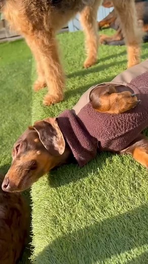 Benefits of cuddling dogs 🫶 🐾 Reduces Stress: Stroking releases calming hormones that help dogs feel safe and relaxed. 💛 Strengthens Bonds: Cuddles build trust and deepen the connection between dogs and their carers. Touch can help anxious or rescue dogs settle and feel secure. 🌡 Promotes Health Checks: Gentle stroking helps spot skin issues, lumps, or changes early. It also gets dogs used to being touched in all areas a vet may need to at their next appointment. 😌 Boosts Human Mood: Cuddli