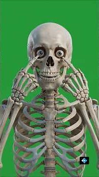 💀 Human Skeleton Explained | Every Major Bone From Head to Toe | 3D Anatomy #skeletalanatomy