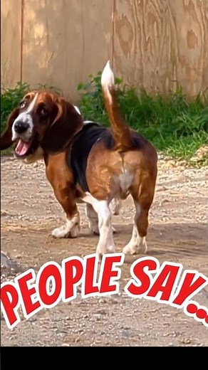 Life with a Basset Hound 🐾