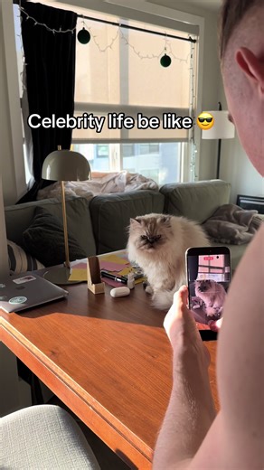 #fyppppppppppppppppppppppp #celebrity #cat #viral #recommendations