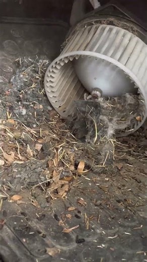 Vehicles air box vs rats #pov #automobile #mechanic #rats #vehiclerepairs