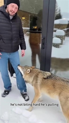 Wolf Family Rescue: Saving Wildlife Together