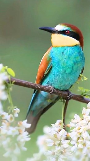 European Bee-eater (Merops apiaster) 👇 The European Bee-eater (Merops apiaster) is a flying rainbow streaking across Europe’s summer skies — a dazzling blend of turquoise, chestnut, lemon-yellow, and emerald. Perched on wires and riverbank branches, it scans the air with bright, eager eyes before launching into swift, acrobatic flights to snatch bees, wasps, and dragonflies mid-air. With a graceful flutter, it returns to its perch, tapping stingers safely away before enjoying its catch. These b