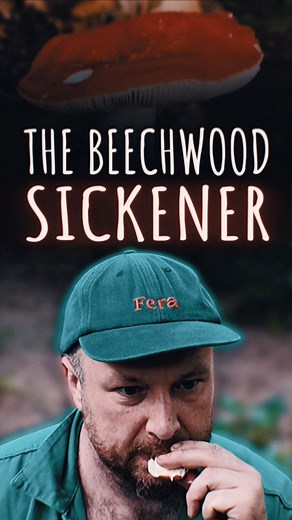 RUSSULA SPOTTING BRITTLEGILLS - The Beechwood Sickener The Russula genus is incredibly diverse, boasting over 250 types in the UK and 750 globally. They come in a wide array of colours, thanks to their round cell structure, which gives them brittle gills. Russulas thrive in deciduous and coniferous woodlands, depending on the type. Learning about Russulas is enjoyable, especially considering their variety. Using all your senses to guide your identification is a great way to get started. Understa