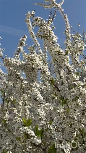 白の世界 #散策散歩 #白い花 #春 #癒しの時間 #shorts #flowers