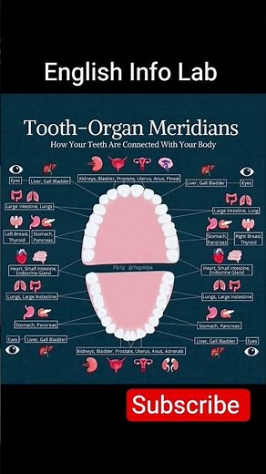 🦷✨ Tooth–Organ Meridians: Hidden Connections