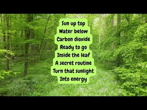 Photosynthesis Song for Kids ~ Middle School Science ~ Biology for Students