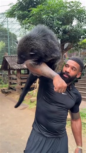 Meet the Bearcat! 🐾🌿 Also known as the binturong, the bearcat isn’t actually a bear or a cat—it’s part of the civet family, making it more closely related to mongooses than to our domestic cats or dogs. Native to Southeast Asia’s forests, bearcats are known for their shaggy fur, prehensile tails, and a very unique trait—their scent often smells like buttered popcorn! 🍿 As shy, tree-dwelling mammals, they play an important role in spreading seeds and keeping their forest homes healthy. The bea