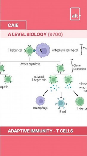 A Level Biology | Adaptive Immunity