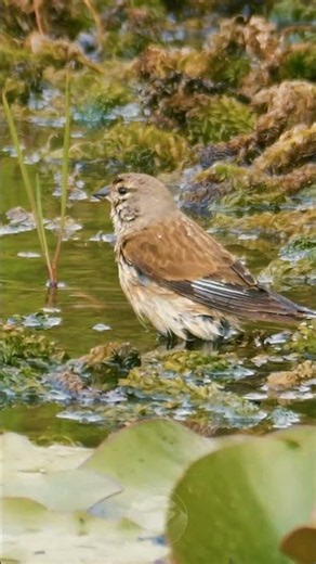 Female Linnet enjoying a refreshing bath #wildlife