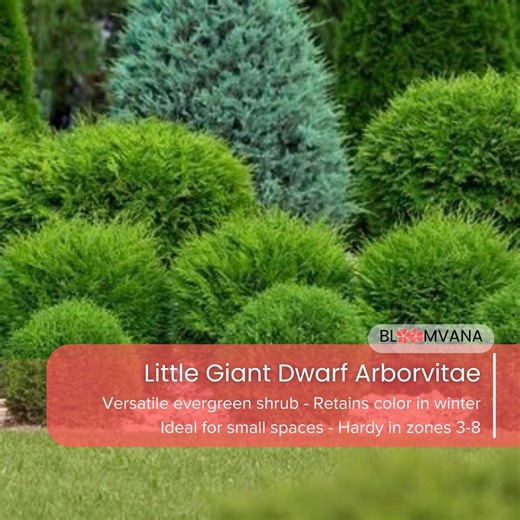 Little Giant Dwarf Arborvitae, Evergreen Shrub (1 Qt Pot) - Etsy