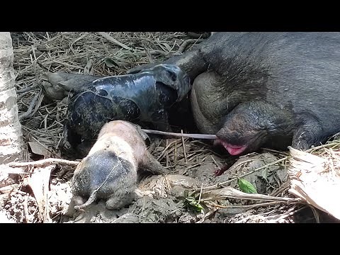 pig giving birth // New born piglet